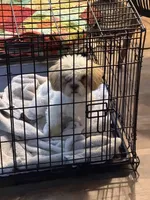 Leo, a male Bichon Frise and Shih Tzu for sale in Fayetteville, NC – 2 of 3