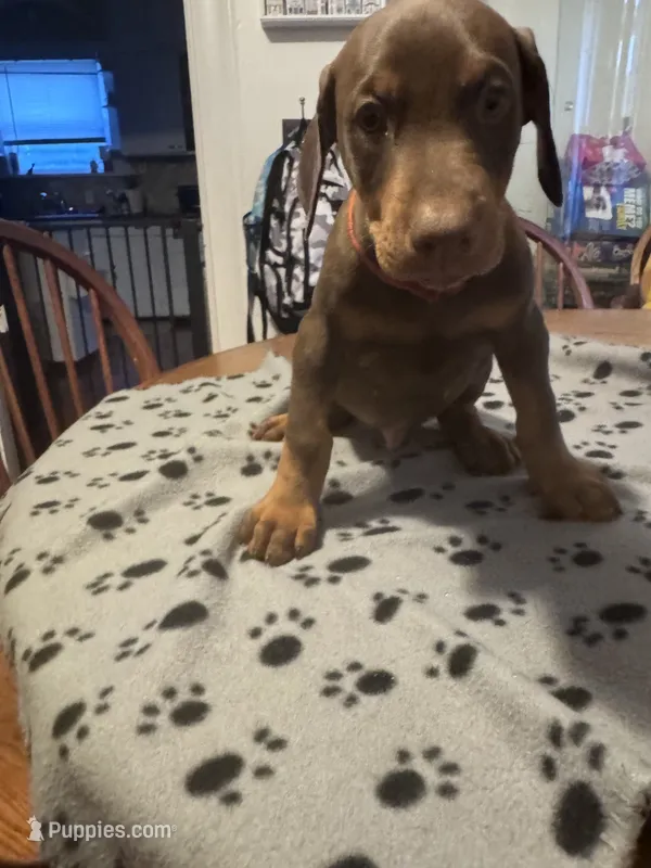 Salsa – Doberman Pinscher puppy for sale in Wichita, KS