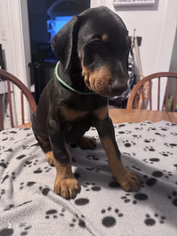 Popcorn – Doberman Pinscher puppy for sale in Wichita, KS