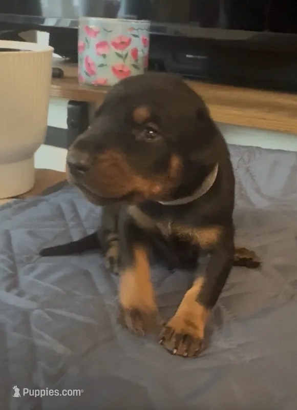 Salsa – Doberman Pinscher puppy for sale in Wichita, KS