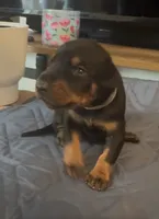 Salsa, a male Doberman Pinscher for sale in Wichita, KS – 1 of 1