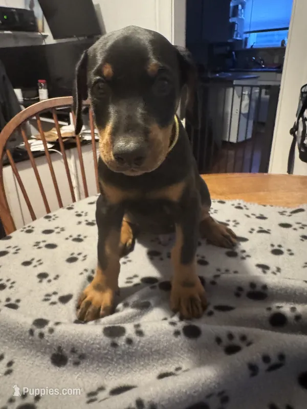 Angel Food Cake – Doberman Pinscher puppy for sale in Wichita, KS