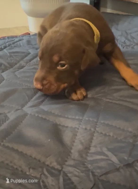 Strawberry  – Doberman Pinscher puppy for sale in Wichita, KS