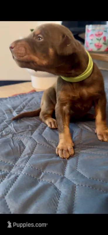 Chocolate chip  – Doberman Pinscher puppy for sale in Wichita, KS