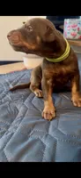 Chocolate chip , a male Doberman Pinscher for sale in Wichita, KS – 1 of 1