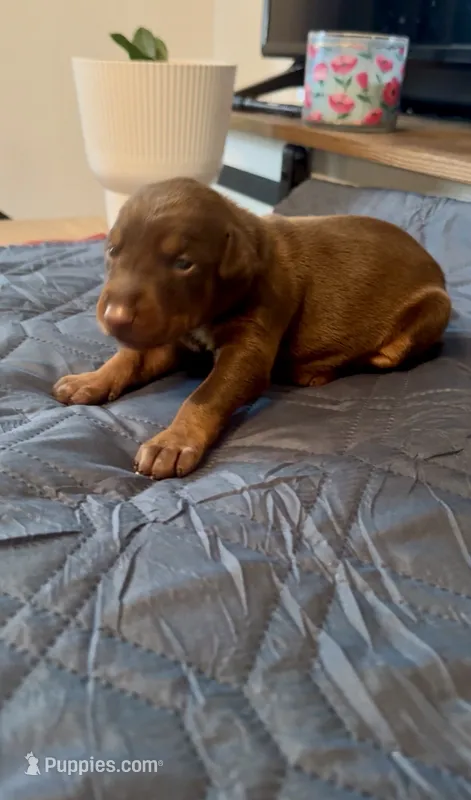 Runts – Doberman Pinscher puppy for sale in Wichita, KS