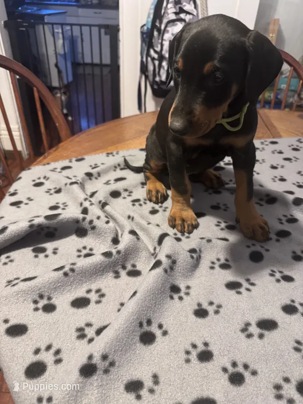 Chocolate chip – Doberman Pinscher puppy for sale in Wichita, KS