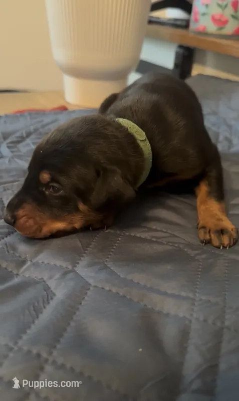 Popcorn – Doberman Pinscher puppy for sale in Wichita, KS