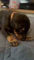 French Fry, a male Doberman Pinscher for sale in Wichita, KS – 1 of 1