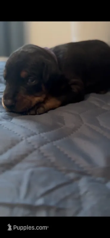 Tator tot – Doberman Pinscher puppy for sale in Wichita, KS
