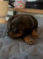 Angel Food Cake, a male Doberman Pinscher for sale in Wichita, KS – 1 of 1