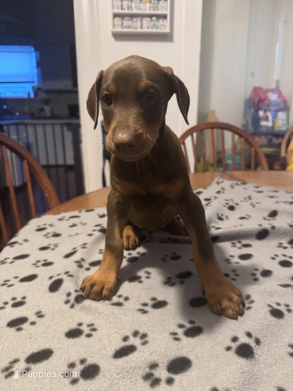 Strawberry – Doberman Pinscher puppy for sale in Wichita, KS
