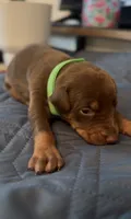 Chicken Nugget , a female Doberman Pinscher for sale in Wichita, KS – 1 of 1