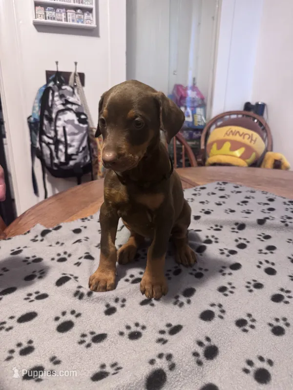 Runts – Doberman Pinscher puppy for sale in Wichita, KS