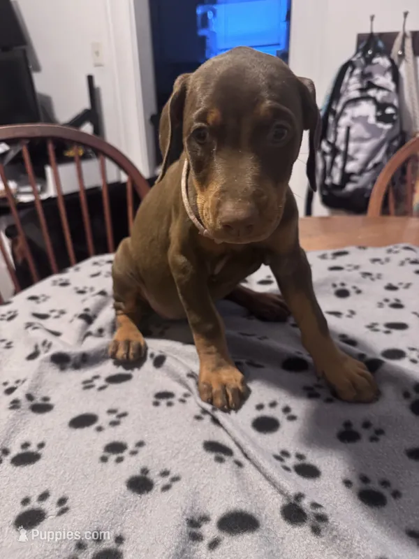 Chicken Nugget – Doberman Pinscher puppy for sale in Wichita, KS