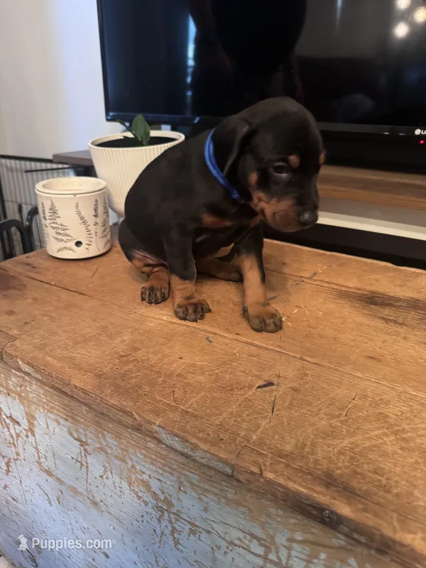 French Fry – Doberman Pinscher puppy for sale in Wichita, KS