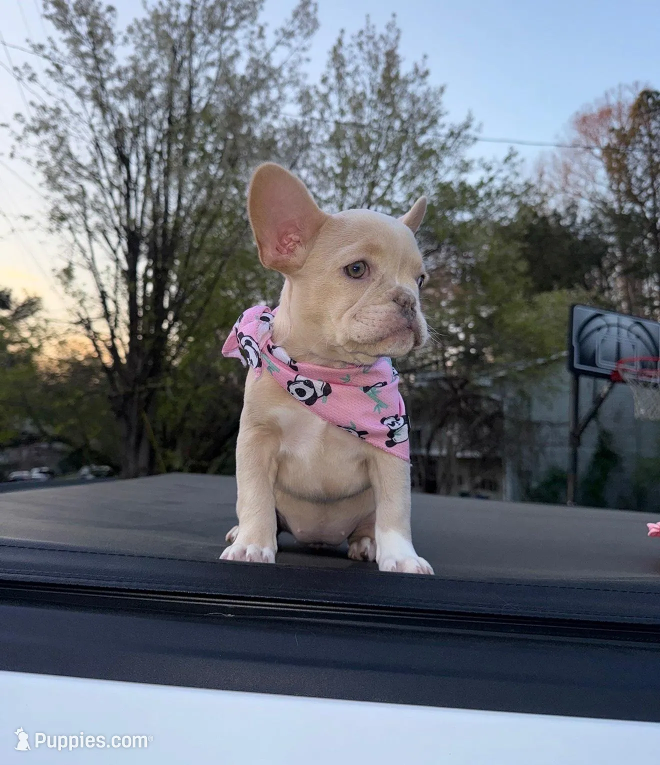 Red – French Bulldog puppy for sale in Buford, GA