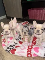 Cream, a female French Bulldog for sale in Buford, GA – Photo 3 of 6