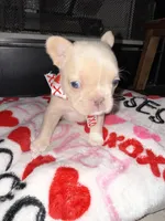 Cream, a female French Bulldog for sale in Buford, GA – Photo 2 of 6