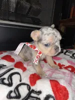 Cream, a female French Bulldog for sale in Buford, GA – Photo 6 of 6