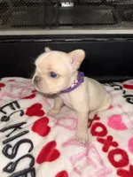 Cream, a female French Bulldog for sale in Buford, GA – Photo 4 of 6