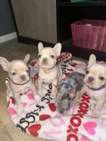 Cream, a female French Bulldog for sale in Buford, GA – Photo 1 of 6
