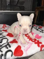 Cream, a female French Bulldog for sale in Buford, GA – Photo 5 of 6
