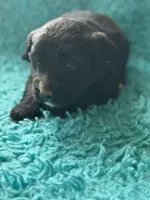 Logan, a male Miniature Aussiedoodle for sale in Henderson, TX – Photo 2 of 2