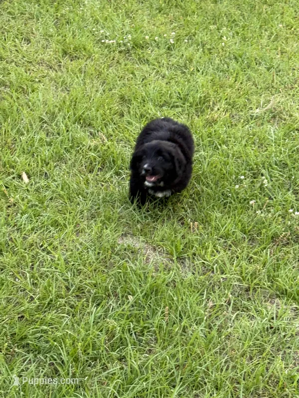 Logan – Miniature Aussiedoodle puppy for sale in Henderson, TX