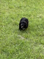 Logan, a male Miniature Aussiedoodle for sale in Henderson, TX – 1 of 3