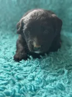 Logan, a male Miniature Aussiedoodle for sale in Henderson, TX – Photo 1 of 2