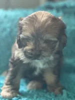 Anna, a female Cockapoo for sale in Henderson, TX – 2 of 2
