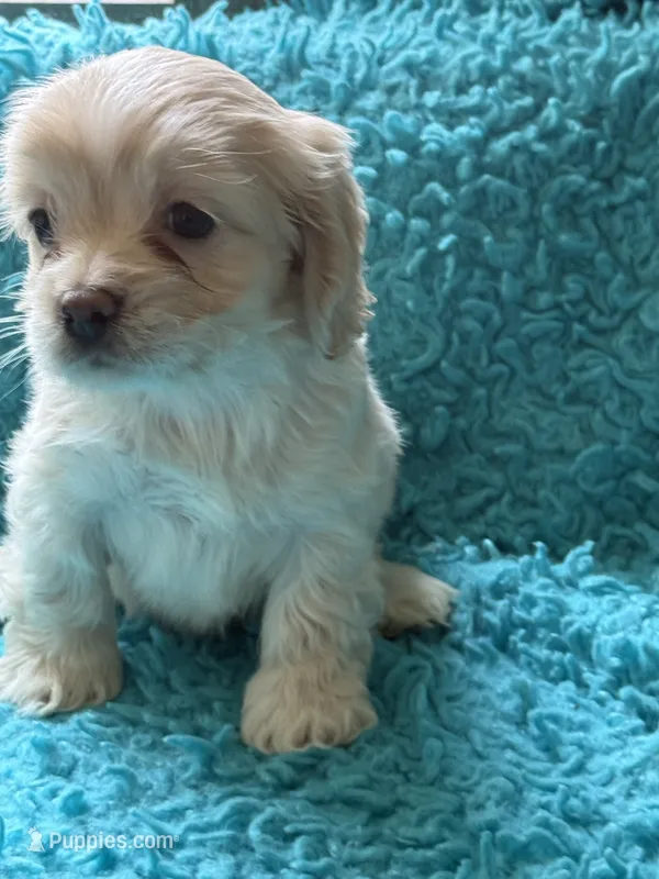 Alex  – Cockapoo puppy for sale in Henderson, TX