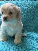 Alex , a male Cockapoo for sale in Henderson, TX – 1 of 2