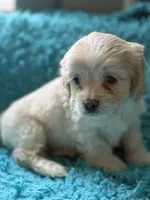 Alex , a male Cockapoo for sale in Henderson, TX – 2 of 2