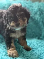 Billy , a male Cockapoo for sale in Henderson, TX – 1 of 1