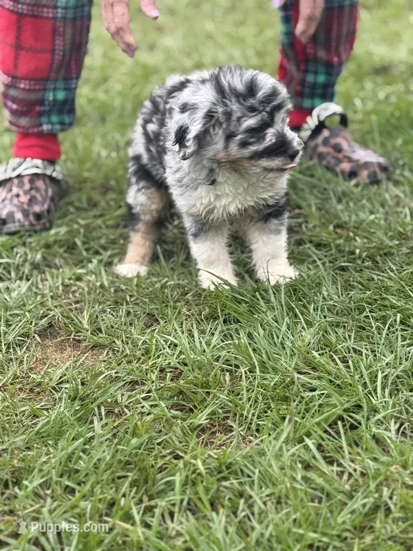 Earl  – Miniature Aussiedoodle puppy for sale in Henderson, TX