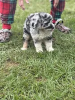 Earl , a male Miniature Aussiedoodle for sale in Henderson, TX – 1 of 3