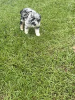 Earl , a male Miniature Aussiedoodle for sale in Henderson, TX – 3 of 3