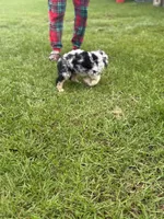 Earl , a male Miniature Aussiedoodle for sale in Henderson, TX – 2 of 3