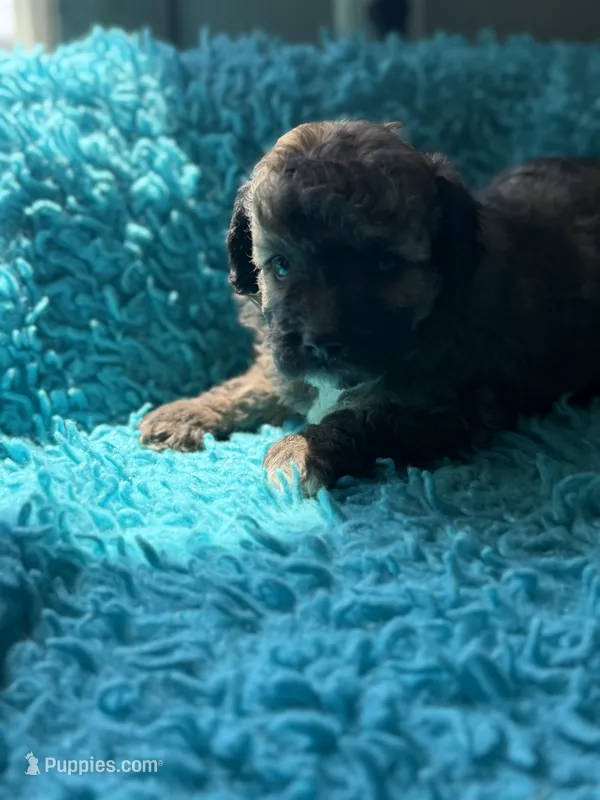 Aden  – Miniature Aussiedoodle puppy for sale in Henderson, TX