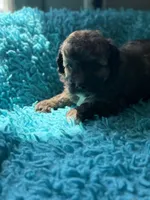 Aden , a male Miniature Aussiedoodle for sale in Henderson, TX – 1 of 2