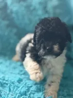 Parker , a male Poodle - Miniature  for sale in Henderson, TX – 1 of 1