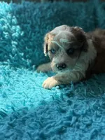 Asher , a male Miniature Aussiedoodle for sale in Henderson, TX – 3 of 3