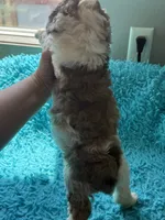 Asher , a male Miniature Aussiedoodle for sale in Henderson, TX – 2 of 3