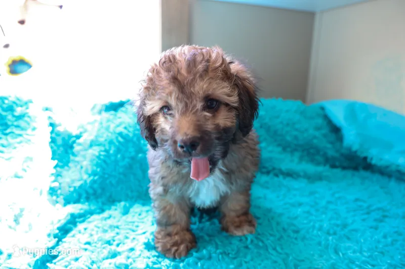 Aden  – Miniature Aussiedoodle puppy for sale in Henderson, TX