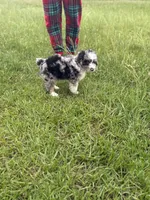 Ethan , a male Miniature Aussiedoodle for sale in Henderson, TX – 2 of 2
