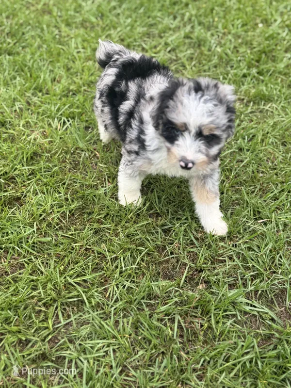 Ethan  – Miniature Aussiedoodle puppy on hold in Henderson, TX