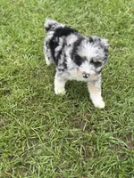 Ethan , a male Miniature Aussiedoodle for sale in Henderson, TX – 1 of 2