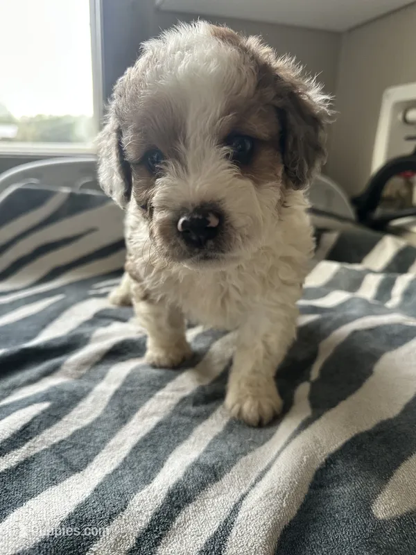 Asher  – Miniature Aussiedoodle puppy for sale in Henderson, TX